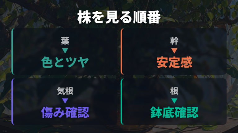 元気な株の選び方は葉・幹・根元・鉢底の根を見る