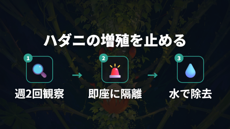 繁殖スピードが速いウンベラータのハダニ生態とリスク