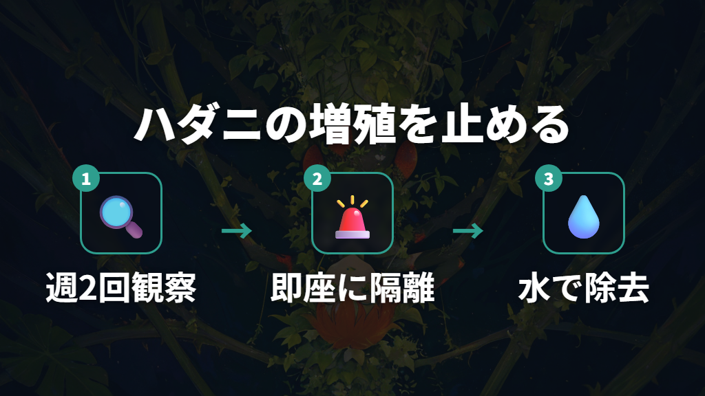 繁殖スピードが速いウンベラータのハダニ生態とリスク