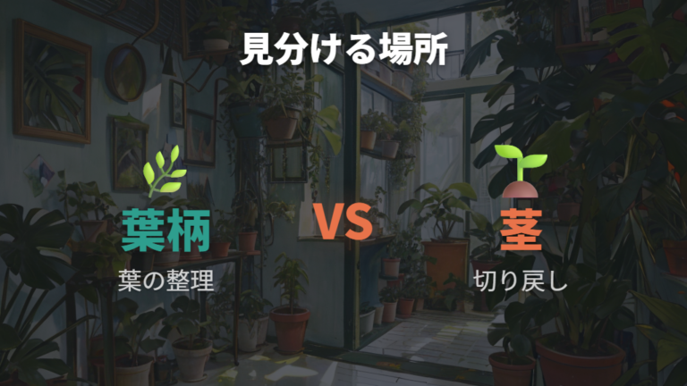 伸びすぎた株の切り戻し方は茎と葉柄を見分ける