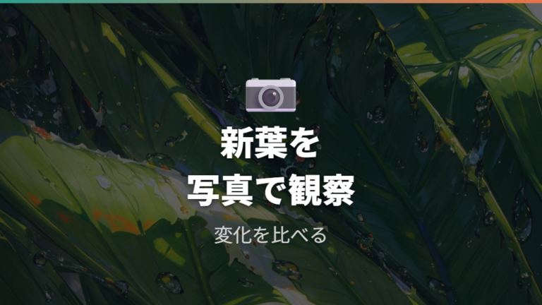 新葉が開くまでのスピードを観察する