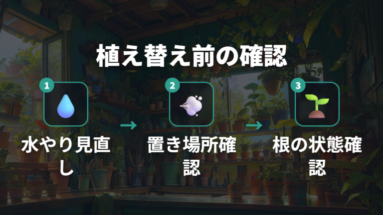 ウンベラータの植え替え前に確認する水やりと置き場所