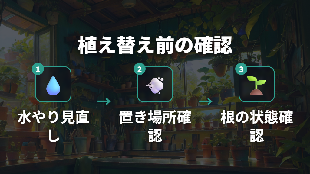 ウンベラータの植え替え前に確認する水やりと置き場所