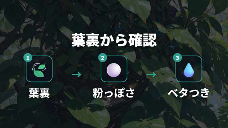 害虫やカビによる斑点の見分け方を葉裏から確認する