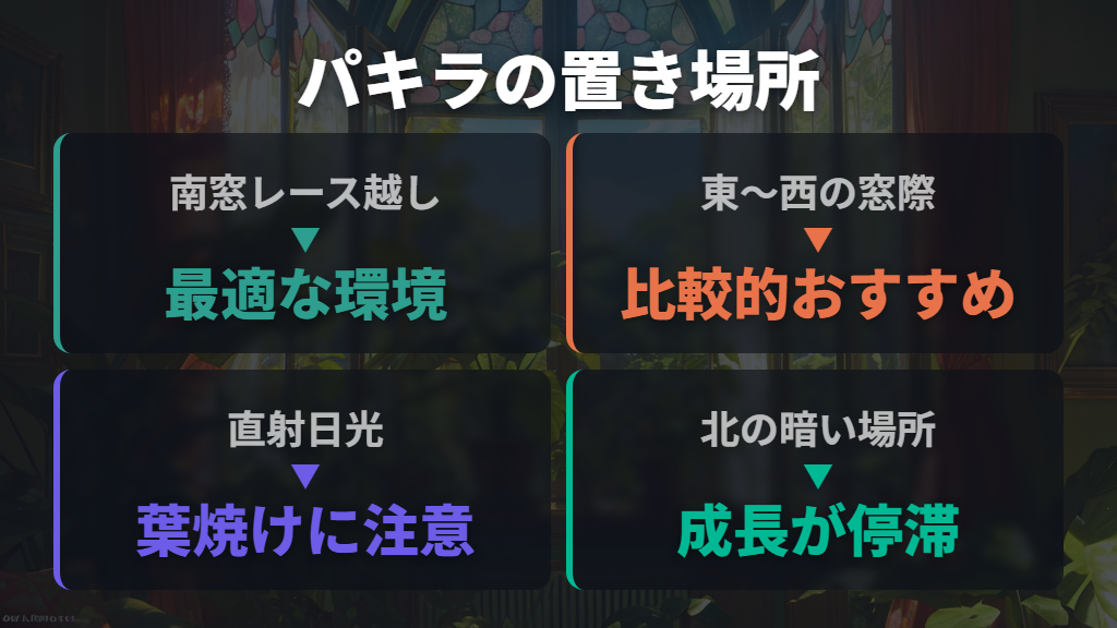 観葉植物人気ランキング上位のパキラが好む光量と置き場所