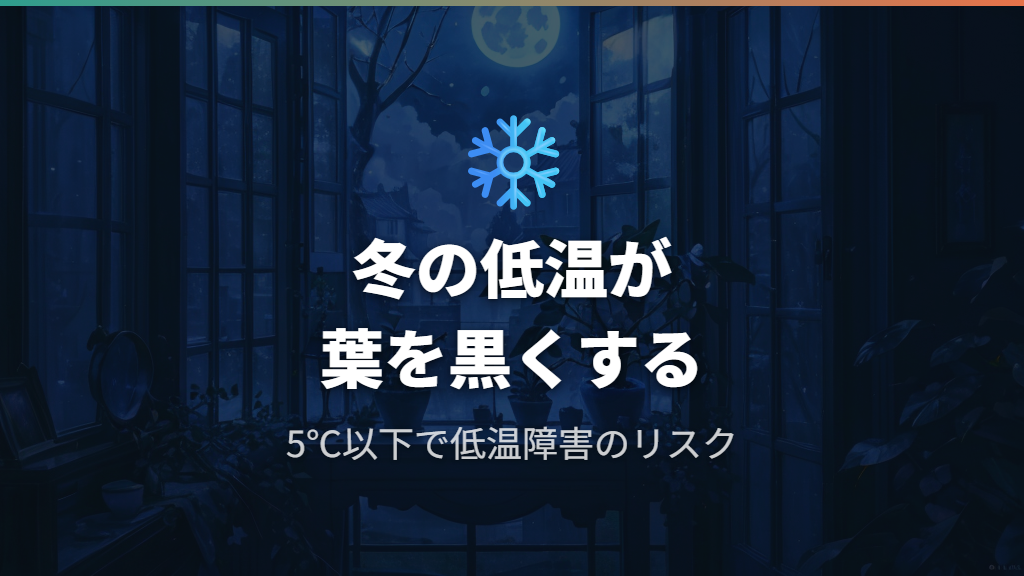 冬場の低温障害とガジュマルの花言葉が示す生命力