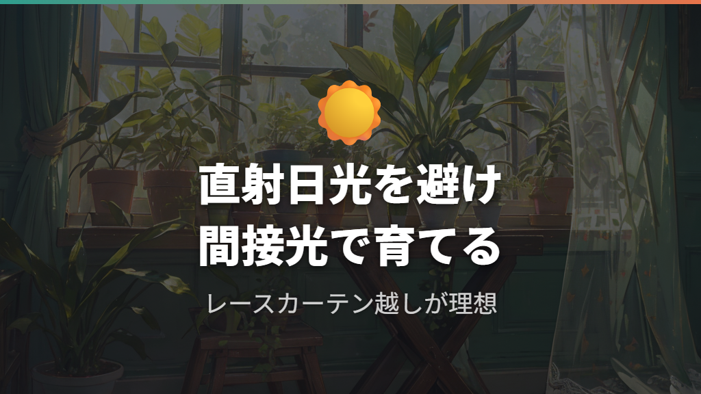 真ん中の新芽を守るサンスベリアの育て方と日光管理
