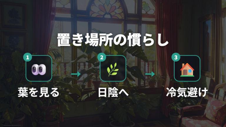 葉焼けを防ぐ置き場所は少しずつ慣らして決める