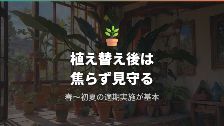 根詰まりでウンベラータの植え替え後に枯れた場合の対処