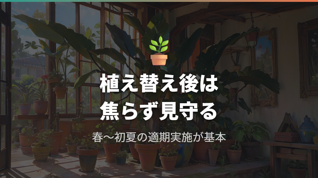 根詰まりでウンベラータの植え替え後に枯れた場合の対処