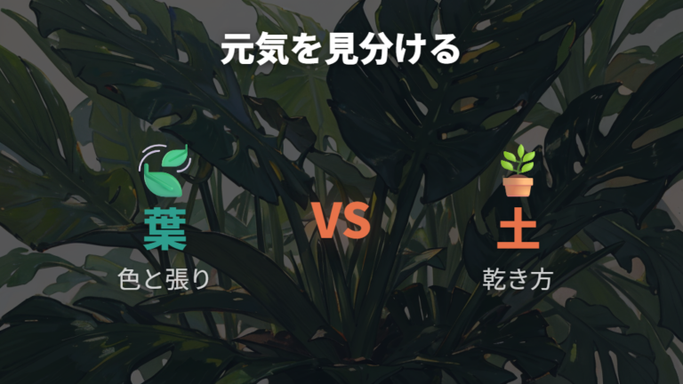 元気がない時の見分け方は葉と土をセットで見る