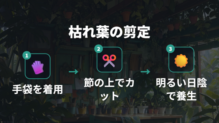 モンステラの枯れた葉はどこから切るべきか剪定位置の確認