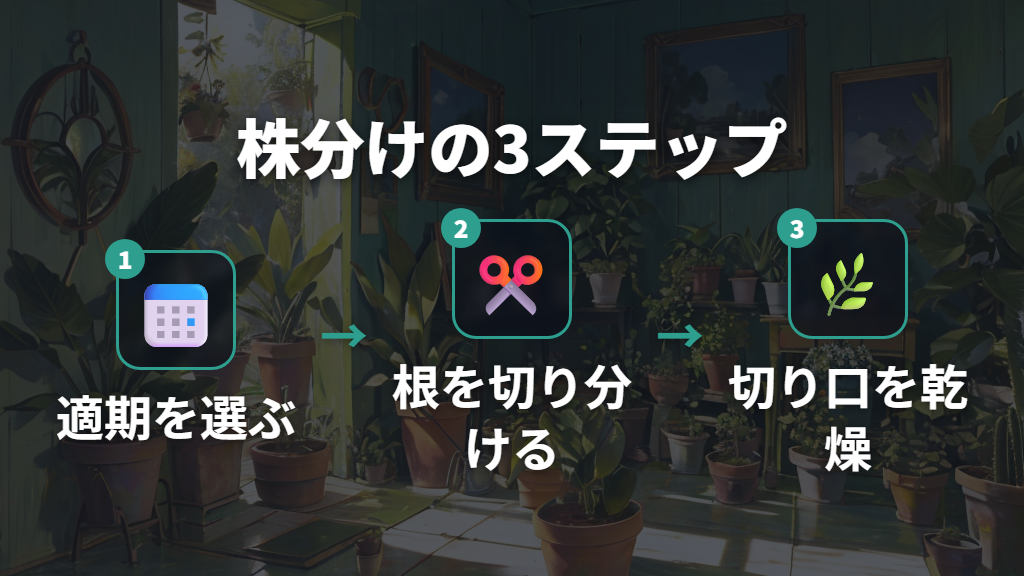サンスベリアの増やし方と株分けの適期