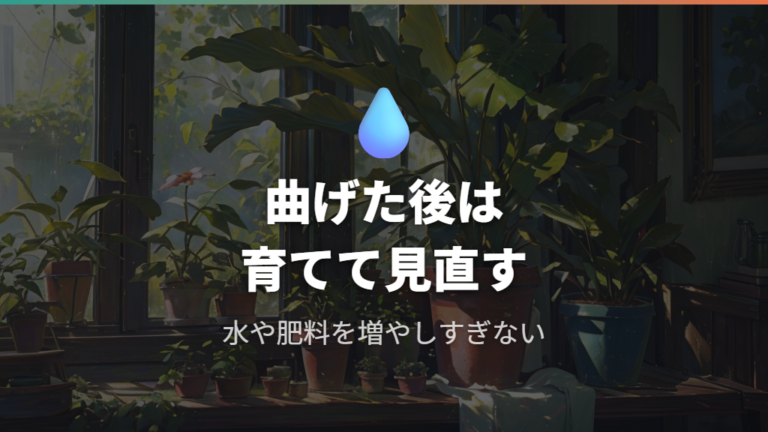 曲げた後の水やりと肥料で形を維持する