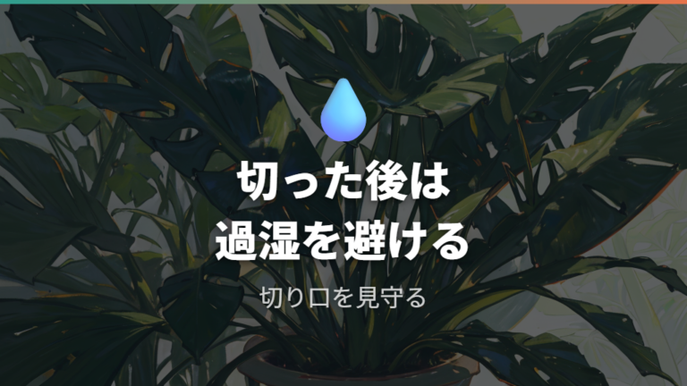 切った後の枯れや腐れ対策は過湿と切り口を見守る