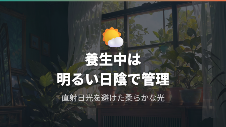 養生期間の置き場所と光量管理