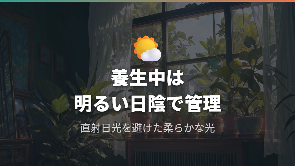 養生期間の置き場所と光量管理
