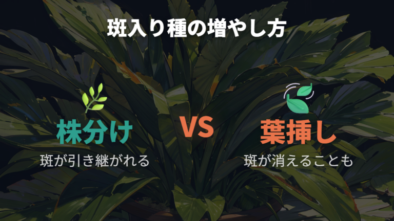 葉挿しで増やす場合の斑入り種の注意点