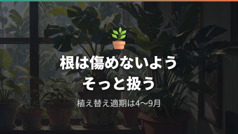 植え替え時にモンステラの根っこは切っちゃダメな理由と適期