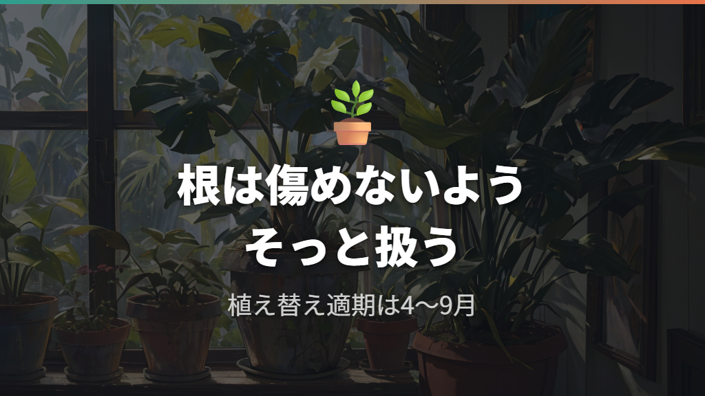 植え替え時にモンステラの根っこは切っちゃダメな理由と適期