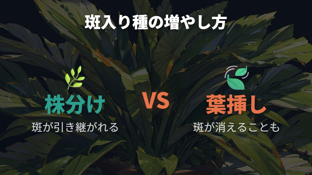 葉挿しで増やす場合の斑入り種の注意点