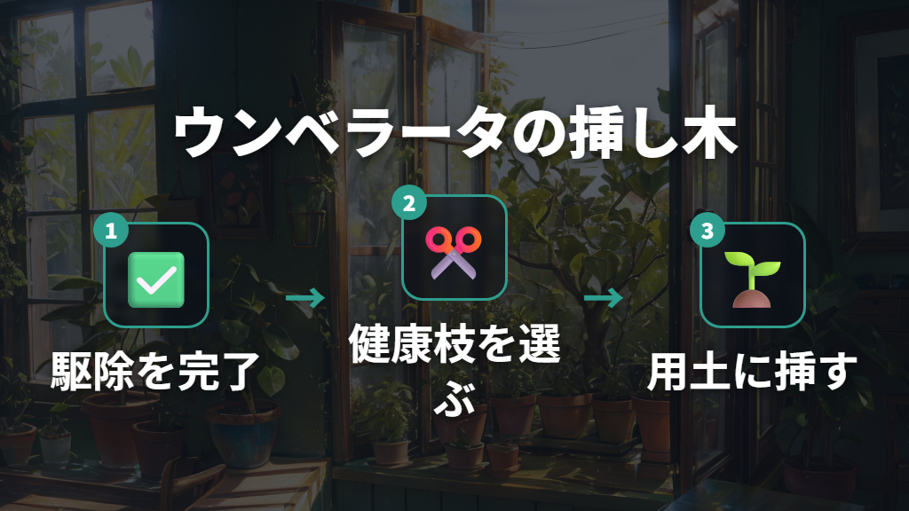 健康な枝を確保するウンベラータの挿し木と増やし方