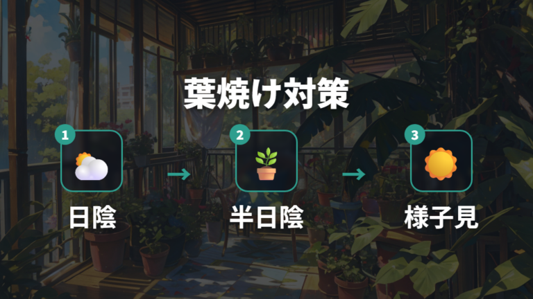 直射日光と葉焼け対策は少しずつ光に慣らす
