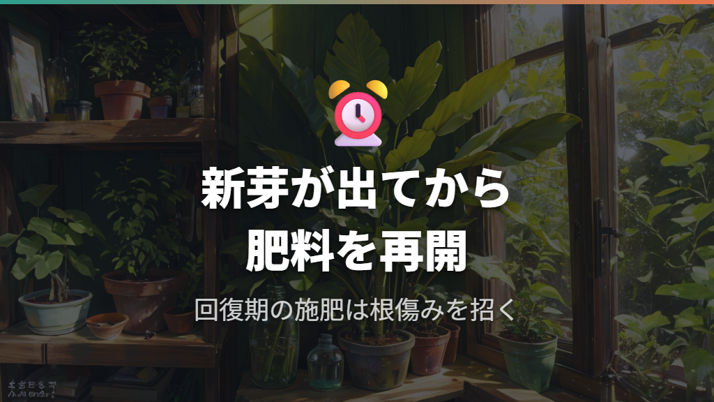 肥料・活力剤を与える時期の注意点