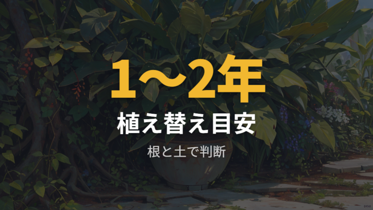 植え替えが必要なサインは根詰まりと土の乾きで判断する
