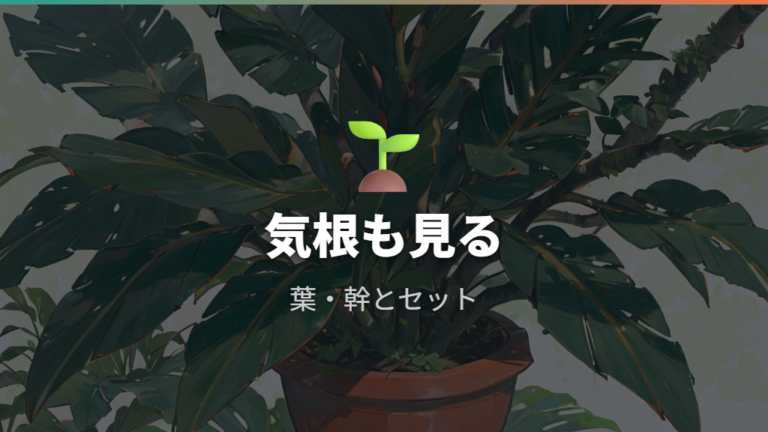 葉と幹で見分けるポイントは気根の役割も見る