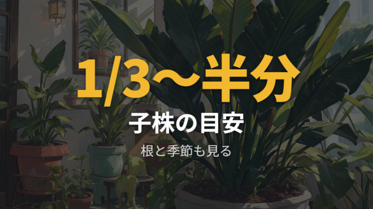 子株が出る時期と株分けのタイミングを判断する