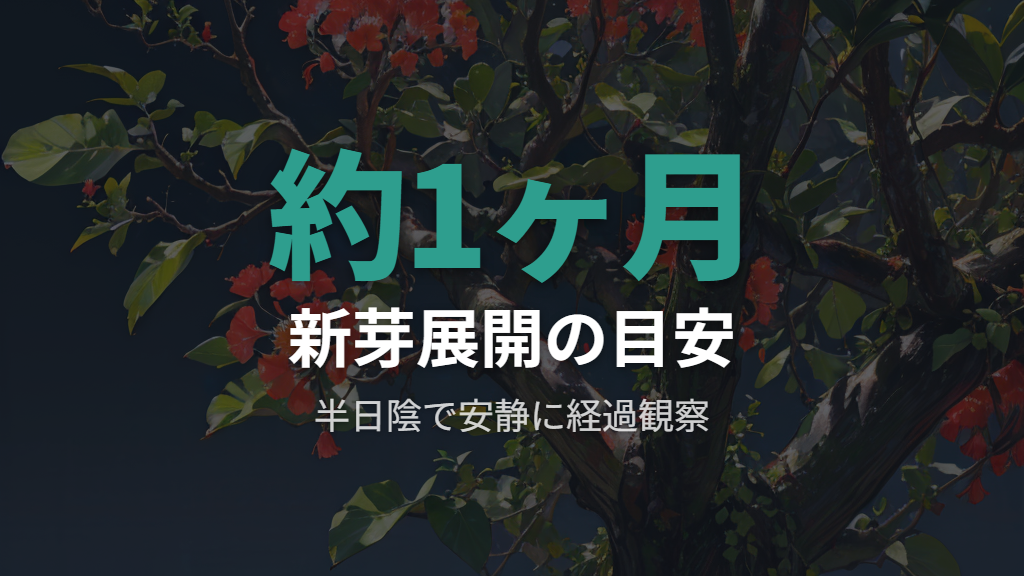 丸坊主剪定後の回復期間と新芽展開の管理