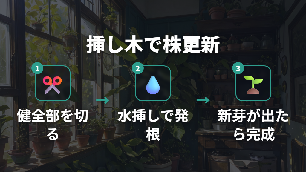 根腐れ時のガジュマル挿し木による株更新法