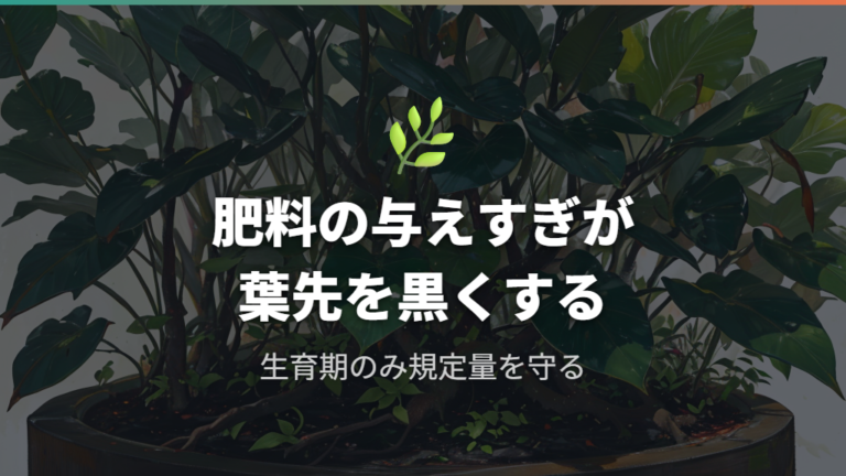 肥料焼けの予防とガジュマルの育て方における栄養調整