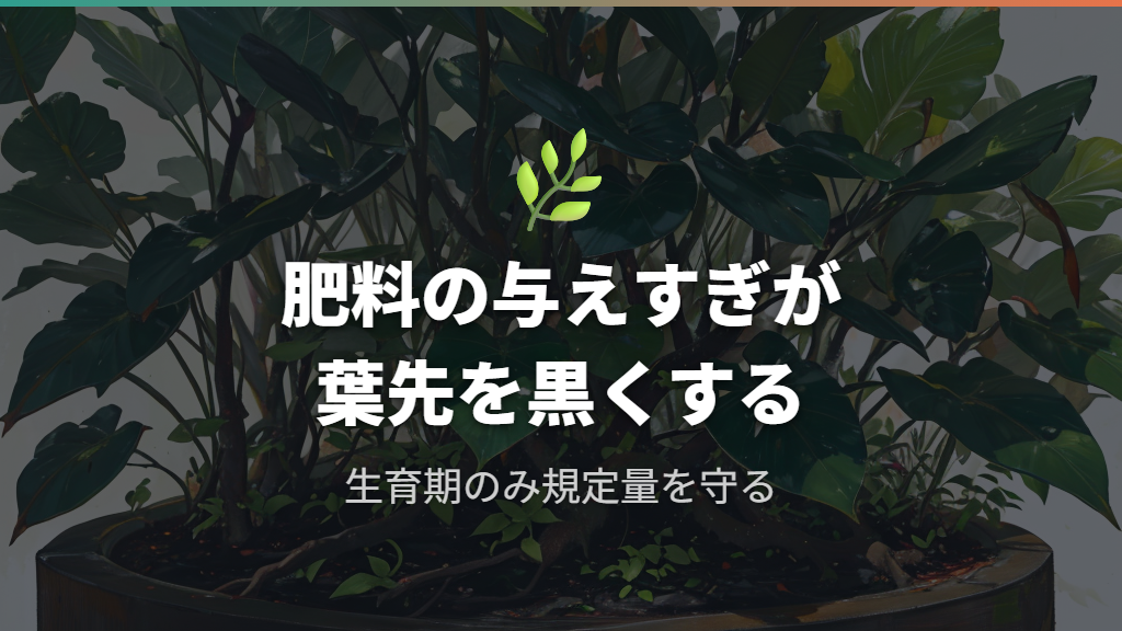 肥料焼けの予防とガジュマルの育て方における栄養調整