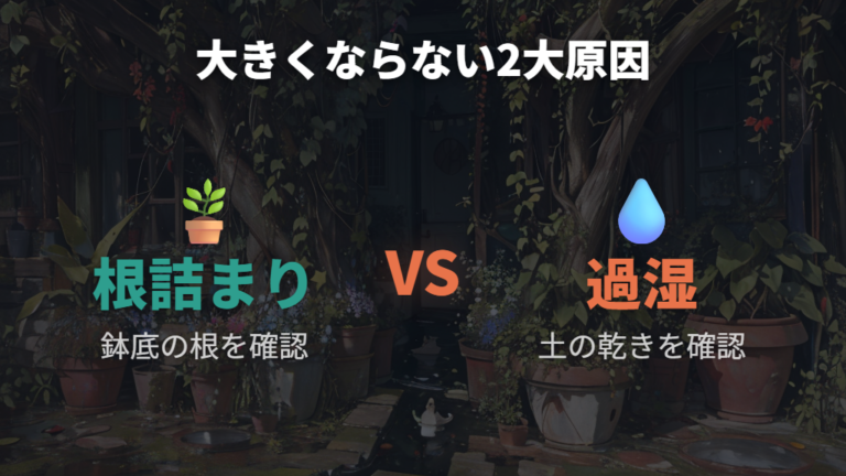 ナギが大きくならない原因として根詰まりと過湿を疑う