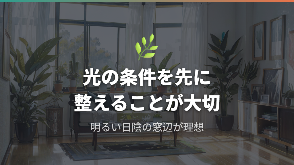 サンスベリアの風水効果と新芽の配置場所
