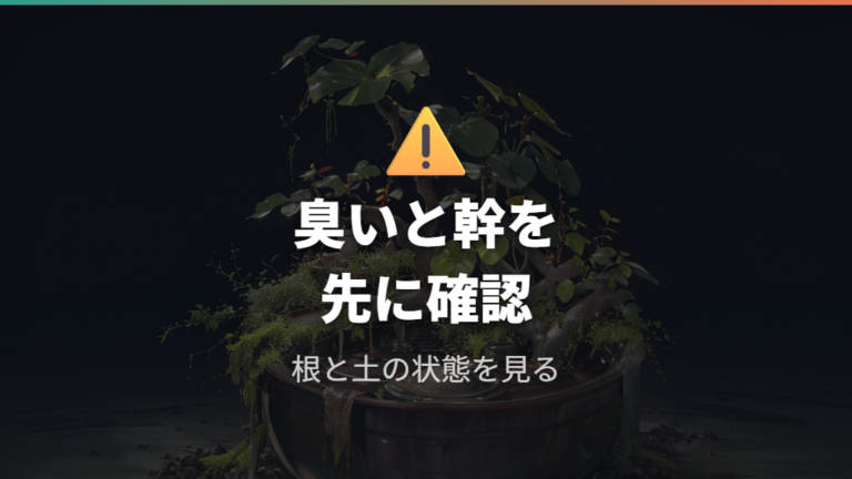 カビを見つけた時の対処法で根腐れが疑われる場合