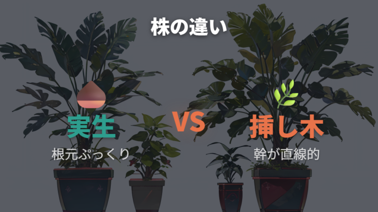 実生と挿し木の違いを知って100均パキラを選ぶ