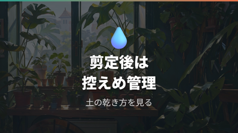 日当たりと水やりの管理は剪定後ほど乾き方で整える