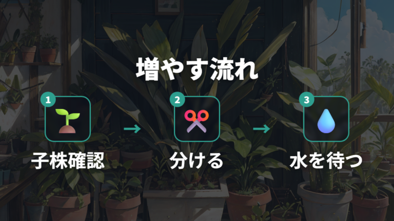 株分けと葉挿しの手順で増やしながら成長を促す