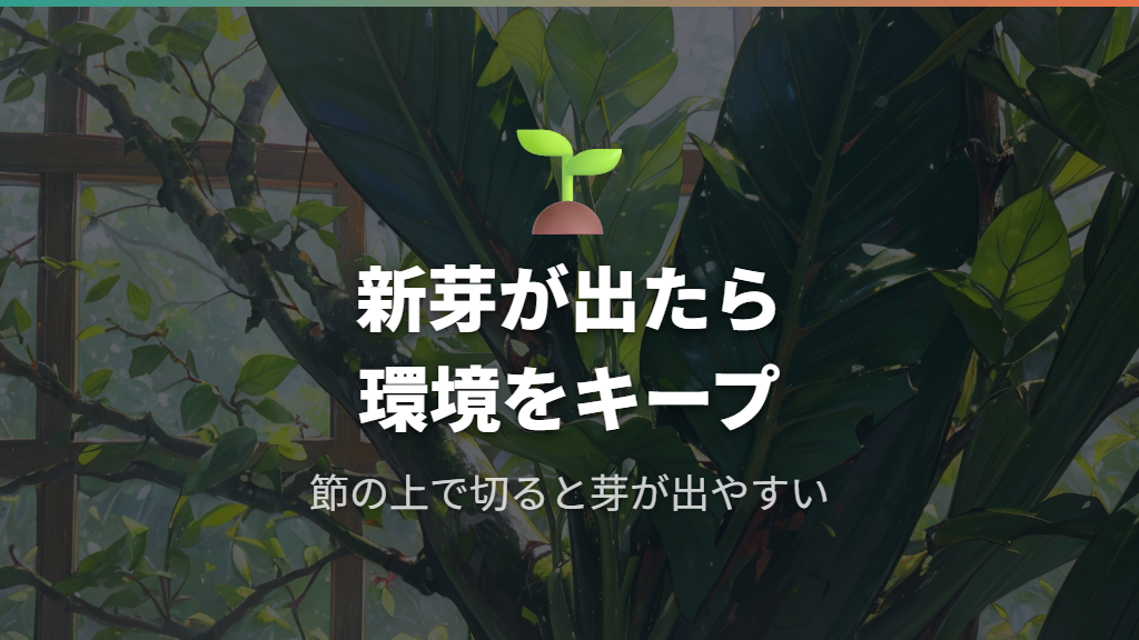 観葉植物人気ランキング常連のウンベラータの新芽管理