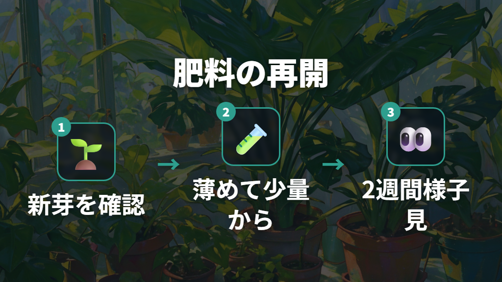 肥料の再開時期と薄め方のコツでモンステラの新芽が出ない悩みを解消