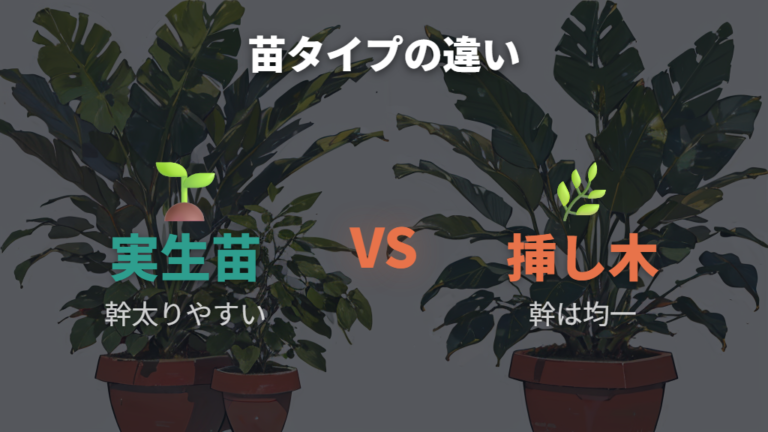 パキラの成長スピードは実生苗と挿し木苗でも見え方が変わる