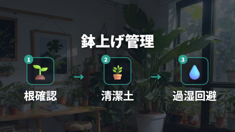 発根後の植え替えタイミングと鉢上げ後の管理