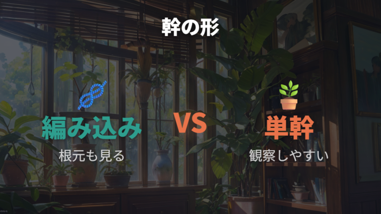 編み込みパキラは育てやすい?単幹との違いを見る