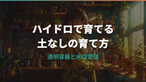 ハイドロカルチャーでパキラを育てる方法|植え替え手順と水位管理