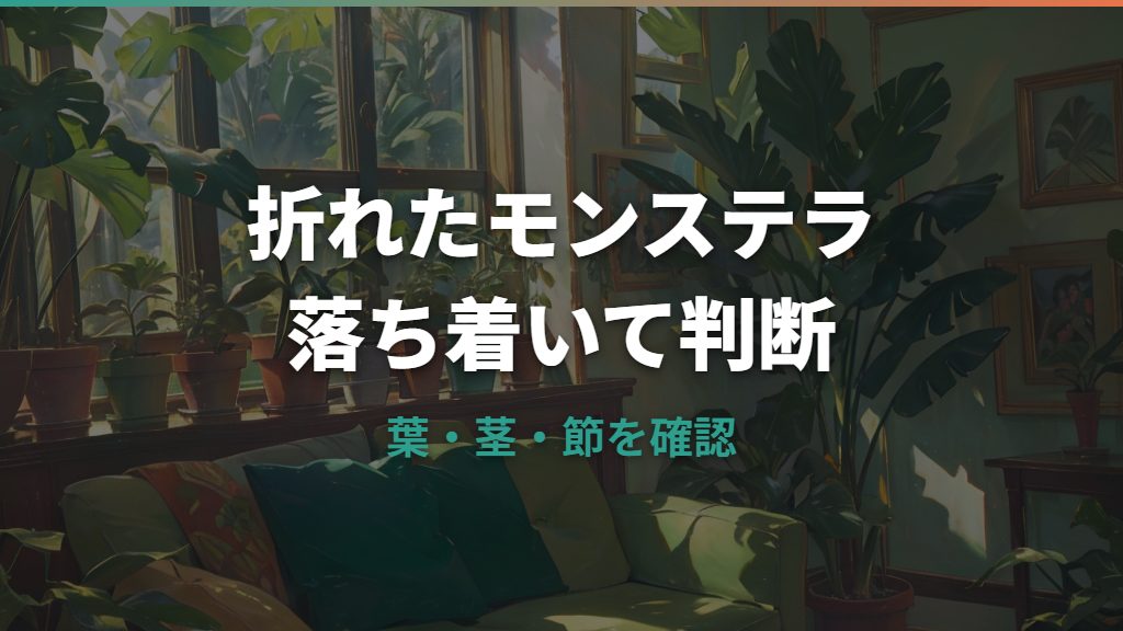 モンステラが折れたらどうする？葉・茎の応急処置と挿し木で再生する方法