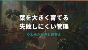 モンステラを巨大化させたい人へ|葉を大きく育てる環境と支柱のコツ
