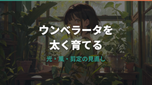 ウンベラータを太くするには?幹が細い原因と剪定・植え替えの育て方